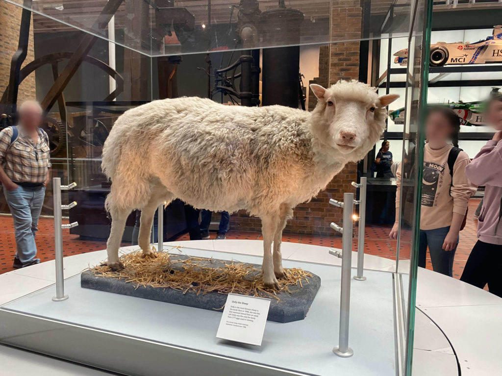 スコットランド国立博物館の羊のドリーのはく製